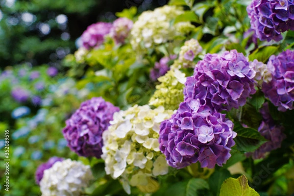 Fototapeta 六甲山の美しいあじさい