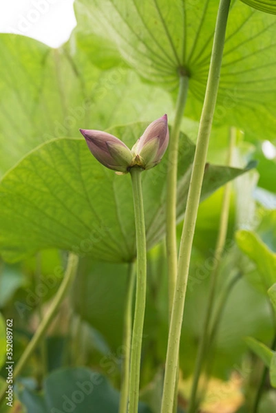 Fototapeta lotus bloom purity of heart