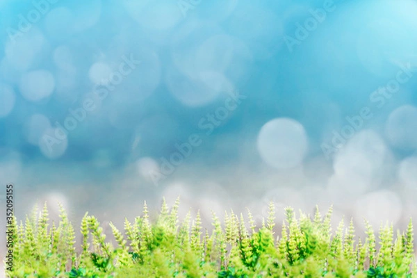 Fototapeta green grass in the foreground, blue sky and circles of bokeh in the background