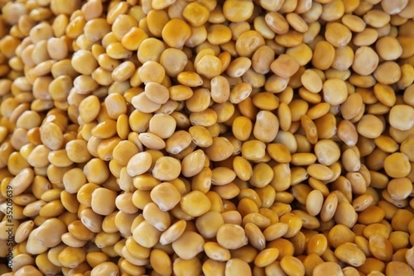 Obraz Lupins