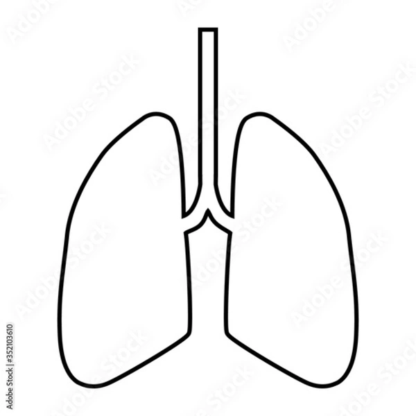 Fototapeta human lung anatomy