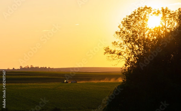 Obraz sunset in the field