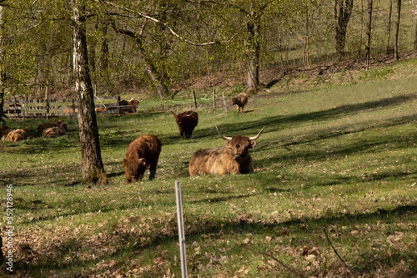 Fototapeta Farm animals.