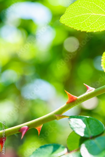 Fototapeta バラのトゲ