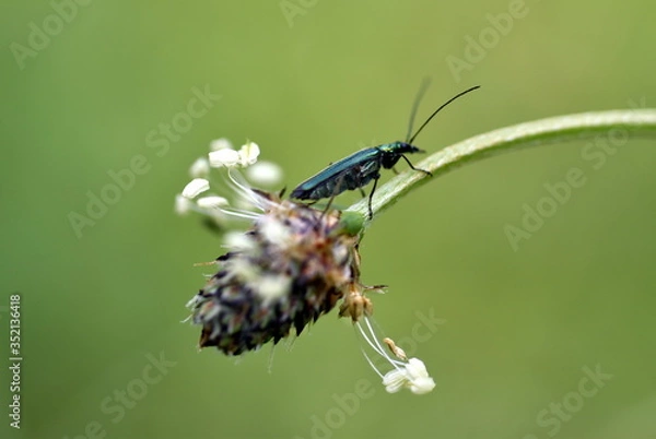 Fototapeta Kleiner Käfer auf einer Spitzwegerichblüte