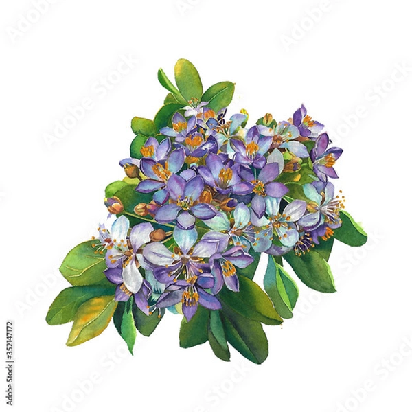 Fototapeta lignum vitae bouquet on white background