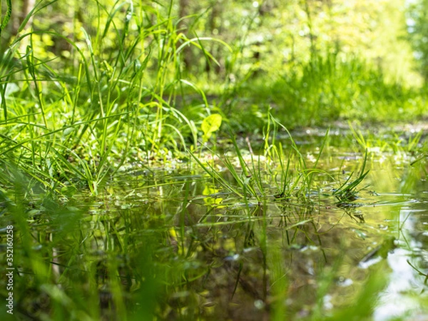 Obraz Kałuża w lesie