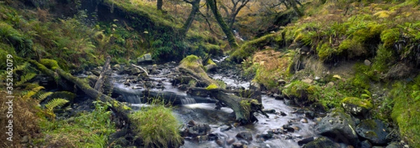 Obraz stream in the forest