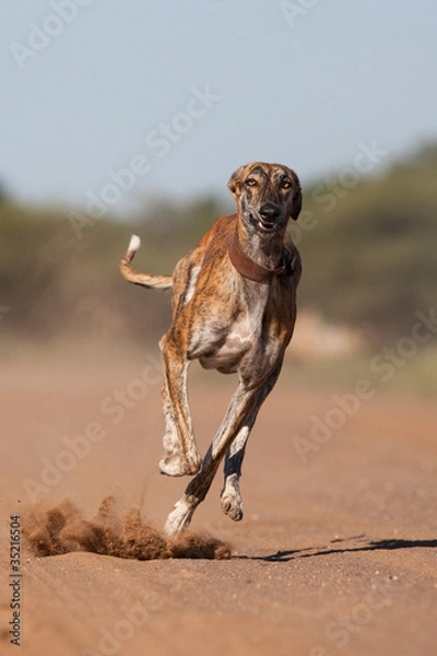 Obraz A greyhound running full speed