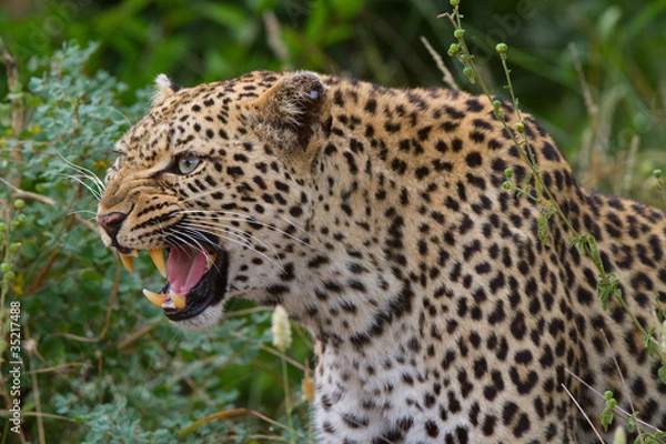 Obraz Growling leopard