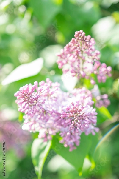Obraz Lilac blossom in sunny spring may day. Background image with space for text