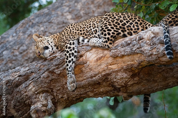 Fototapeta Sleeping leopards