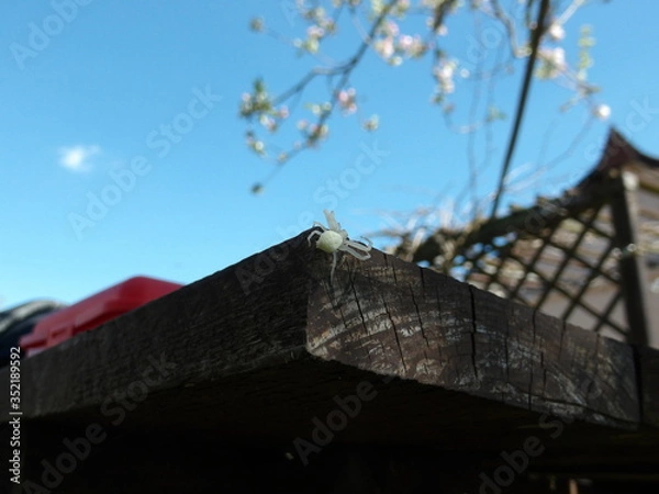 Obraz KODAK Digital Still Camera