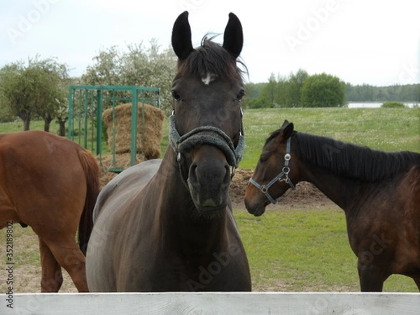 Fototapeta KODAK Digital Still Camera