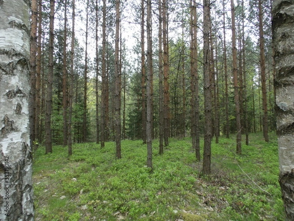 Fototapeta KODAK Digital Still Camera