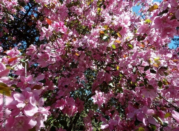 Obraz KODAK Digital Still Camera