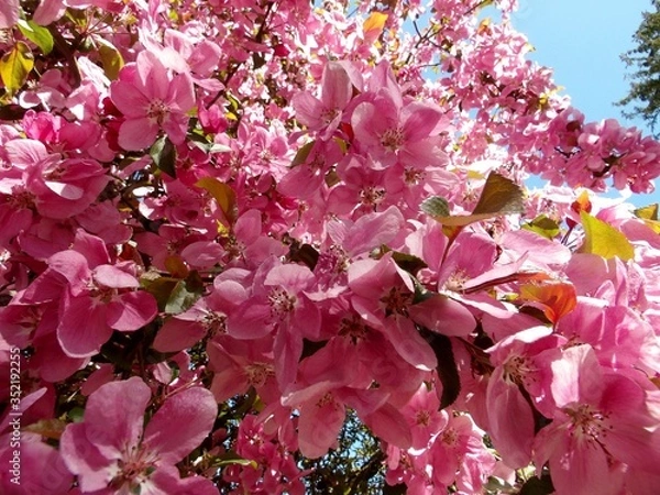 Fototapeta KODAK Digital Still Camera