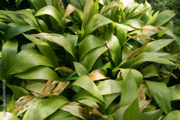 Obraz ハランの葉