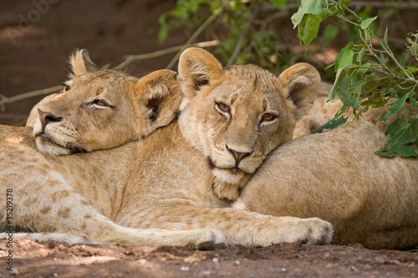 Obraz Two lion cubs