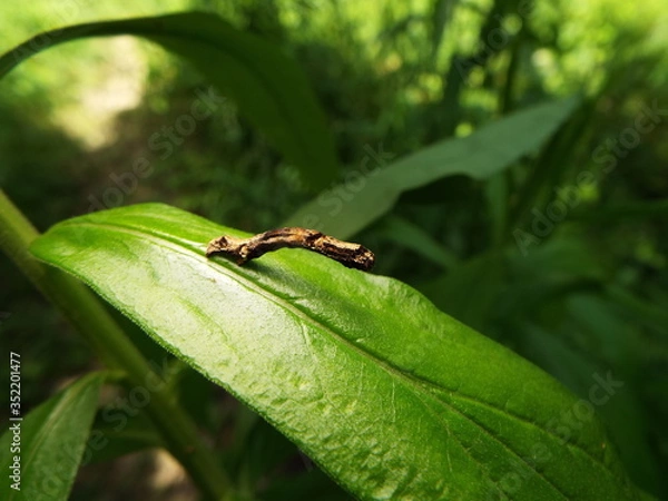 Fototapeta イモムシ larva