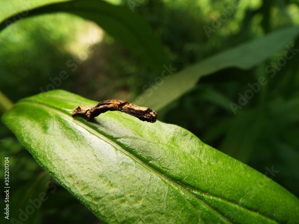 Fototapeta イモムシ larva