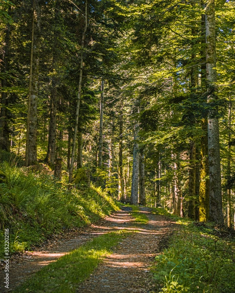 Obraz dans les forêts des vosges