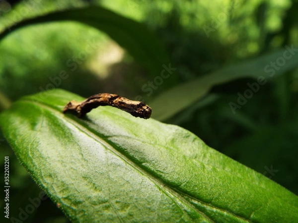 Fototapeta イモムシ larva