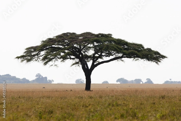 Obraz Serengeti acacia tree