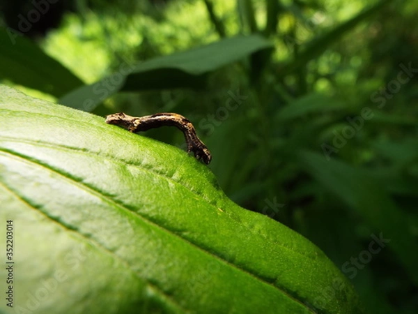 Fototapeta イモムシ larva