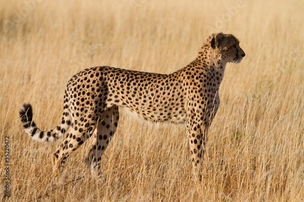 Fototapeta samica geparda