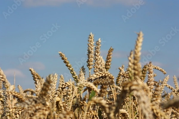 Obraz weizenfeld