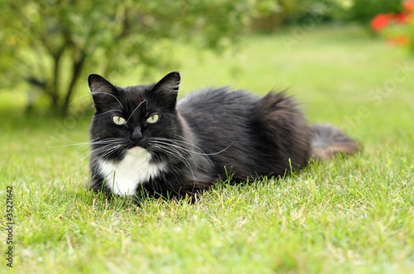 Fototapeta Chat Couché