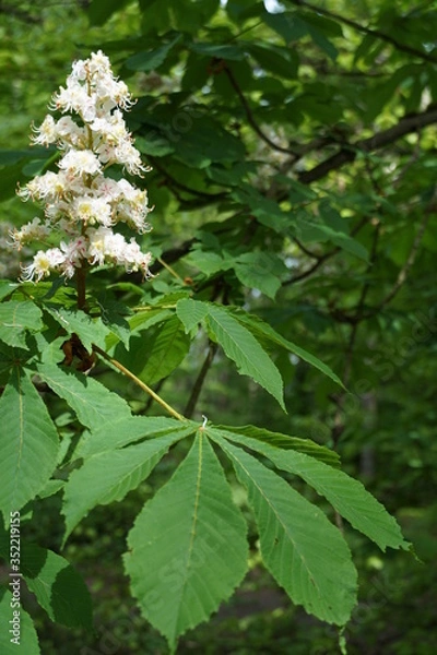 Obraz Kastanienblüte