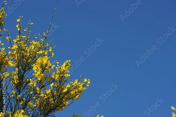 Obraz Gelber Ginster