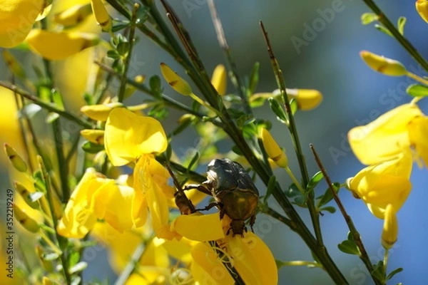 Obraz Gelber Ginster