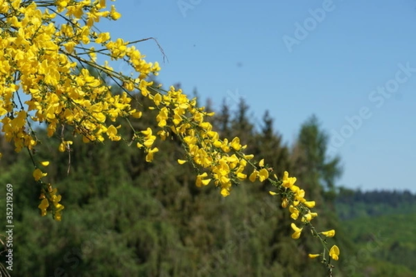 Obraz Gelber Ginster