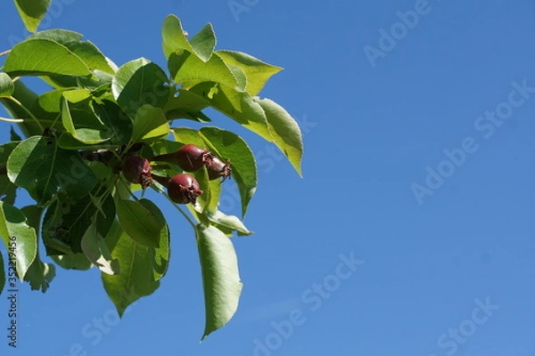 Obraz Birnen im Frühling