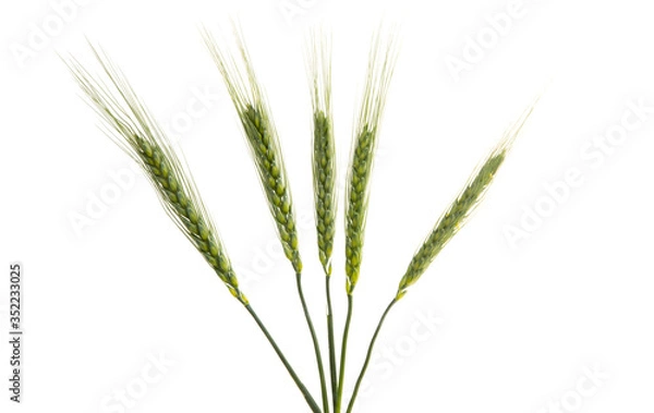 Obraz green ears of wheat Isolated
