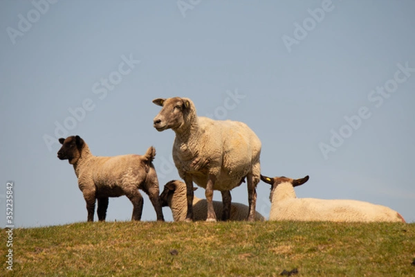 Obraz Schafe auf dem Deich