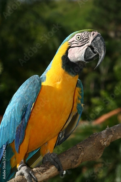 Obraz guacamaya