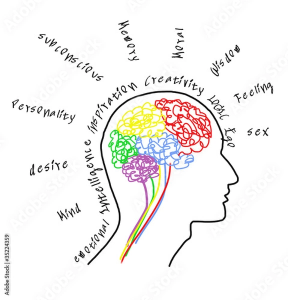 Obraz Brain drawing with wording about brain
