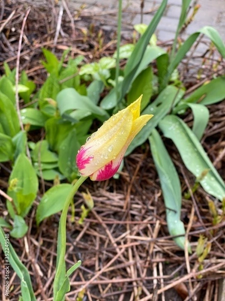 Obraz Тюльпан желто-розовый