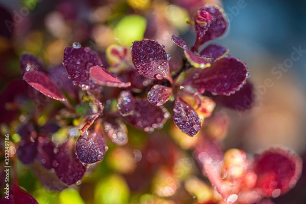 Fototapeta dew drops on beautiful red leaves in sunshine at garden, summer concept  