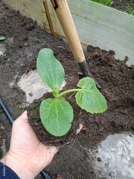 Fototapeta Seedlings of zucchini with a lump of earth in the hand of a person before planting in the ground.