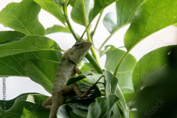 Fototapeta Chameleon on a mango tree. Dark background. Great for publications and magazines.