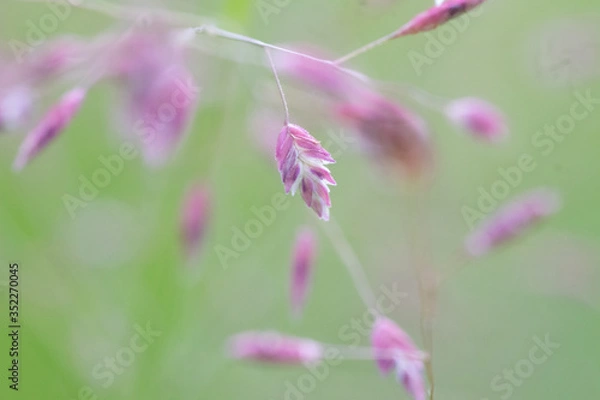 Fototapeta Pink Weed Flower Macro. Great for backgrounds, mostly blurred