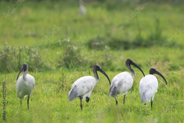 Fototapeta Group of Female Australian black beaked ibis in Kerala paddy field
