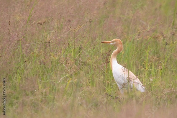 Fototapeta Salmon color Headed Cattle Egret