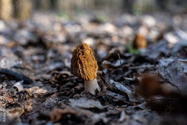 Fototapeta edible mushroom of the Morel family in the forest