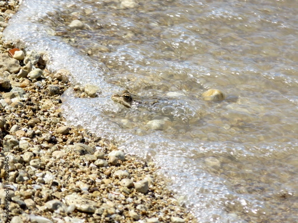 Obraz Frog on the shingle of the river Bank